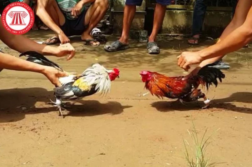 Các hình thức cá cược theo đúng luật đá gà trực tuyến